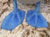 Blue-Footed Booby Feet, Sula Nebouxii, Galapagos Islands Photographic Print by Frans Lanting