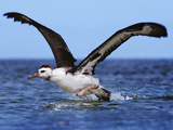 Laysan Albatross Juvenile Taking Off from Water, Phoebastria Immutabilis, Hawaiian Leeward Islands Photographic Print by Frans Lanting