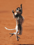 Verreaux's Sifaka Hopping, Propithecus Verreauxi, Berenty Reserve, Madagascar Fotografisk tryk af Frans Lanting Verreaux's Sifaka Hopping, Propithecus Verreauxi, Berenty Reserve, Madagascar Fotografisk tryk af Frans Lanting
