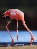 Greater Flamingo Foraging, Phoenicopterus Roseus, Galapagos Islands Photographic Print by Frans Lanting