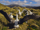 Southern Royal Albatrosses Courting, Diomedea Epomophora, Campbell Island, New Zealand Photographic Print by Frans Lanting