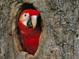 Juvenile Scarlet Macaw in Tree Nest, Ara Macao, Tambopata National Reserve, Peru Photographic Print by Frans Lanting