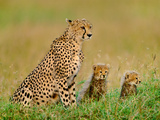 Cheetah and Cubs, Acinonyx Jubatus, Kenya Photographic Print by Frans Lanting
