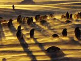 Emperor Penguins in Blizzard, Aptenodytes Forsteri, Weddell Sea, Antarctica Photographic Print by Frans Lanting