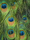 Peacock Feathers, Pavo Cristatus, Native to India Photographie par Frans Lanting