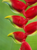 Heliconia Bracts, Atlantic Forest, Brazil Photographic Print by Frans Lanting
