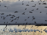 Blue-Footed Boobies Diving for Fish, Sula Nebouxii, Galapagos Islands Photographie par Frans Lanting
