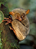 Western Tarsier, Tarsius Bancanus, Sabah, Borneo Photographic Print by Frans Lanting