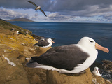 Black-Browed Albatrosses Nesting, Thalassarche Melanophrys, Saunders Island, Falkland Islands Photographic Print by Frans Lanting