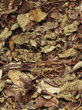 Nightjar on Nest in Leaf Litter, Caprimulgus Sp., Cocksomb Basin, Belize Photographic Print by Frans Lanting