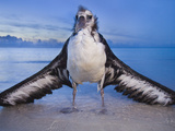 Waterlogged Laysan Albatross Juvenile, Phoebastria Immutabilis, Midway Atoll, Hawaiian Leeward Is Photographie par Frans Lanting