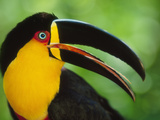 Aerial Toucan, Ramphastos Vitellinus Ariel, Iguacu National Park, Brazil Photographic Print by Frans Lanting