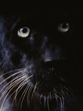 Black Leopard, Panthera Pardus, Native to Africa and Asia Photographic Print by Frans Lanting