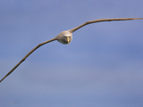 Salvin's Albatross in Flight, Thalassarche Salvini, New Zealand Photographic Print by Frans Lanting