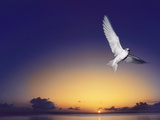 Fairy Tern at Twilight, Gygis Alba, Hawaiian Leeward Islands Photographic Print by Frans Lanting