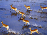 Red Lechwe Running (Aerial), Kobus Leche Leche, Okavango Delta, Botswana Impressão fotográfica por Frans Lanting Red Lechwe Running (Aerial), Kobus Leche Leche, Okavango Delta, Botswana Impressão fotográfica por Frans Lanting