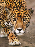 Jaguar Stalking, Panthera Onca, Belize Photographie par Frans Lanting