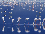 Lesser Flamingoes Feeding, Phoenicopterus Minor, Lake Nakuru National Park, Kenya Photographic Print by Frans Lanting