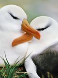 Black-Browed Albatrosses Courting, Thalassarche Melanophrys, South Georgia Island Photographic Print by Frans Lanting