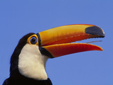 Toco Toucan, Ramphastos Toco, Pantanal, Brazil Photographic Print by Frans Lanting