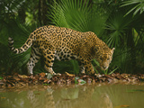Jaguar at Waterhole, Panthera Onca, Belize Photographic Print by Frans Lanting
