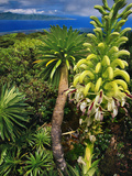 Giant Lobelia, Lobelia Gloria Montis, Lobelia Watershed Preserve, Maui, Hawaii Photographic Print by Frans Lanting