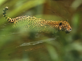 Jaguar in Water, Panthera Onca, Brazil Photographie par Frans Lanting