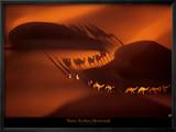 Caravane de dromadaires aux environs de Nouakchott, Mauritanie Poster par Yann Arthus-Bertrand