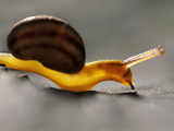 Land Snail, Monterey Bay, California Photographic Print by Frans Lanting
