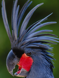 Black Palm Cockatoo, Probosciger Aterrimus Goliath, Native to New Guinea Photographic Print by Frans Lanting