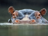 Hippopotamus Surfacing, Hippopotamus Amphibius, Garamba National Park, Congo (DRC) Photographic Print by Frans Lanting