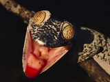 Giant Leaf-Tailed Gecko Displaying, Uroplatus Fimbriatus, Nosy Mangabe Reserve, Madagascar Photographic Print by Frans Lanting