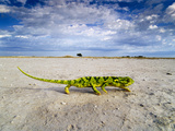 Flap-Necked Chameleon Crossing Salt Pan, Chamaeleo Dilepis Dilepis, Makgadikgadi Pans, Botswana Fotografisk tryk af Frans Lanting Flap-Necked Chameleon Crossing Salt Pan, Chamaeleo Dilepis Dilepis, Makgadikgadi Pans, Botswana Fotografisk tryk af Frans Lanting