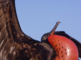 Magnificent Frigatebird Male Displaying, Fregata Magnificens, Tower Island, Galapagos Islands Photographie par Frans Lanting