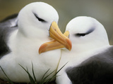 Black-Browed Albatrosses Courting, Thalassarche Melanophrys, South Georgia Island Photographic Print by Frans Lanting