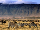 Zebras and Wildebeests Grazing, Ngorongoro Conservation Area, Tanzania Fotografisk tryk af Frans Lanting Zebras and Wildebeests Grazing, Ngorongoro Conservation Area, Tanzania Fotografisk tryk af Frans Lanting