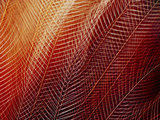 Greater Bird of Paradise Plumage, Paradisaea Apoda, Papua New Guinea Fotografie-Druck von Frans Lanting