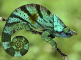 Parson's Chameleon, Calumma Parsonii, Madagascar Photographic Print by Frans Lanting