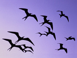 Magnificent Frigate Birds in Flight, Fregata Magnificens, Belize Photographie par Frans Lanting