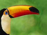 Toco Toucan, Ramphastos Toco, Pantanal, Brazil Photographic Print by Frans Lanting