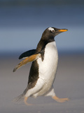 Gentoo Penguin Running, Pygoscelis Papua, Falkland Islands Photographic Print by Frans Lanting