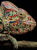 Oustalet's Chameleon, Furcifer Oustaleti, Madagascar Photographic Print by Frans Lanting