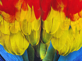 Scarlet Macaw Wing Plumage, Ara Macao, Peru Photographic Print by Frans Lanting