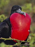 Magnificent Frigate Bird Male, Fregata Magnificens, Galapagos Islands Photographic Print by Frans Lanting