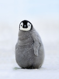 Emperor Penguin Chick, Aptenodytes Forsteri, Antarctica Fotografie-Druck von Frans Lanting