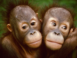 Young Bornean Orangutans Embracing, Pongo Pygmaeus, Sepilok Reserve, Sabah, Borneo Photographic Print by Frans Lanting