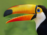 Toco Toucan, Ramphastos Toco, Pantanal, Brazil Photographic Print by Frans Lanting