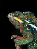 Panther Chameleon, Furcifer Pardalis, Madagascar Photographic Print by Frans Lanting