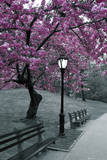 Central Park-Blossom Photo