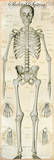 Skeletal System Photo
